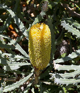 Banksia bipinnatifida