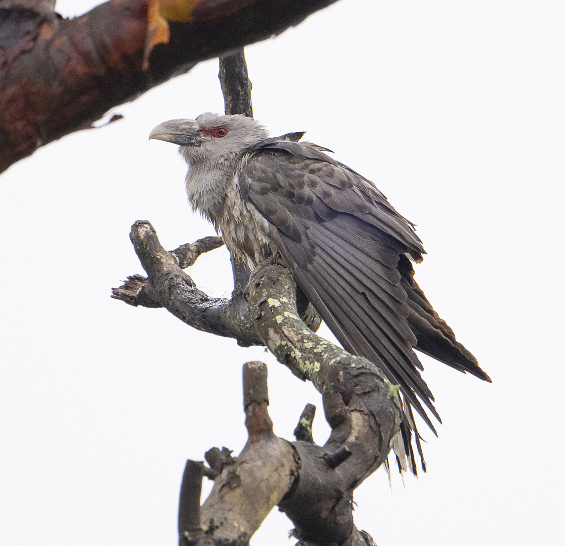 Bedraggled Bird - Channel-billed cuckoo There were 9 of these majestic birds sitting in the rain in an Angophora costata. The cacophony of sound was an experience. Australia,Channel-billed cuckoo,Geotagged,Scythrops novaehollandiae,Spring