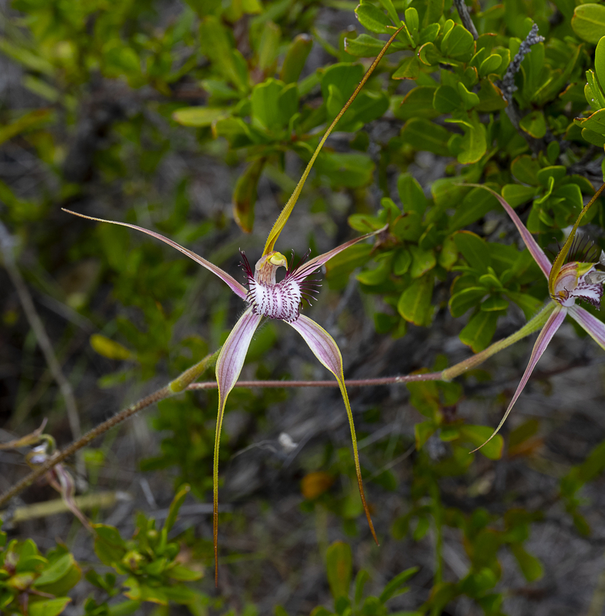 Caladenia splendens x (Broad  lipped spider (king) and the Christmas spider(white).) We were informed by a guide that this may be a cross - hence the pink Australia,Caladenia splendens,Geotagged,Splendid spider orchid,Spring