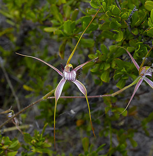 Caladenia splendens x (Broad  lipped spider (king) and the Christmas spider(white).) We were informed by a guide that this may be a cross - hence the pink Australia,Caladenia splendens,Geotagged,Splendid spider orchid,Spring