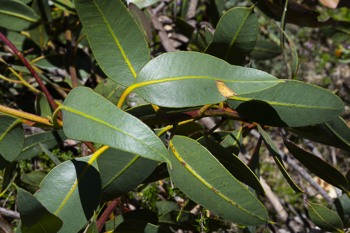 Sweedman's Sprawling Mallee  Australia,Eucalyptus sweedmaniana,Geotagged,Spring,Sweedmans sprawling mallee