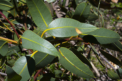 Sweedman's Sprawling Mallee  Australia,Eucalyptus sweedmaniana,Geotagged,Spring,Sweedmans sprawling mallee
