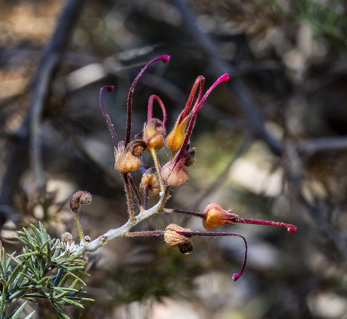 Mt Lesueur Grevillea - Grevillea batrachiodes  Australia,Geotagged,Grevillea batrachioides,Mt Lesueur grevillea,Spring