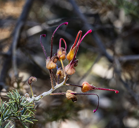 Mt Lesueur Grevillea - Grevillea batrachiodes  Australia,Geotagged,Grevillea batrachioides,Mt Lesueur grevillea,Spring