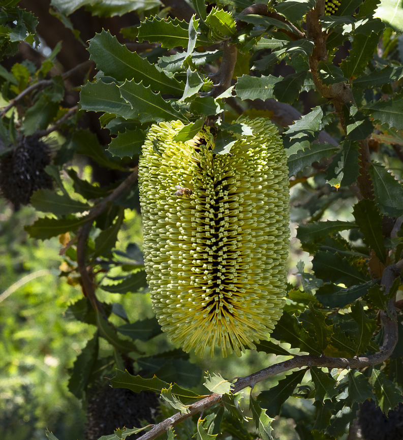 Yellow Lantern Banksia - Banksia lemanniana There&#039;s a bee in there Australia,Banksia lemanniana,Geotagged,Spring,Yellow Lantern Banksia