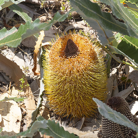 Prostrate Banksia - Banksia petiolaris  Australia,Banksia petiolaris,Geotagged,Spring