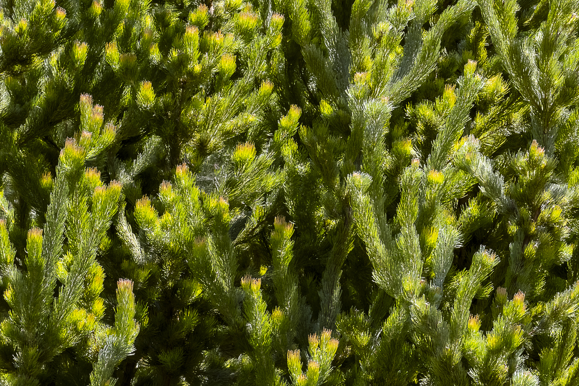 Adenanthos sericeus  Adenanthos sericeus,Australia,Geotagged,Spring