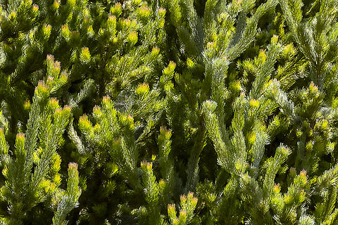 Adenanthos sericeus  Adenanthos sericeus,Australia,Geotagged,Spring