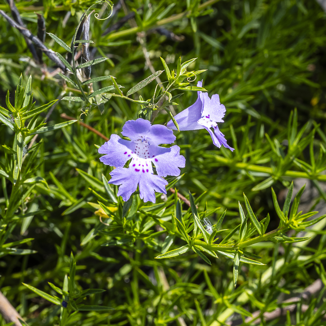 Snake Bush - Hemiandra pungens  Australia,Geotagged,Hemiandra pungens,Snakebush,Spring