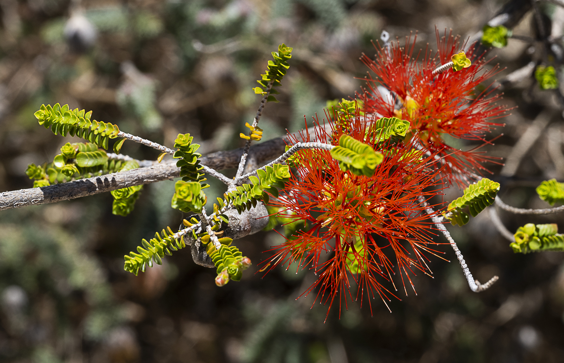 Sand Bottlebrush - Beaufortia aestiva  Australia,Beaufortia  aestiva,Geotagged,Kalbarri beaufortia,Spring