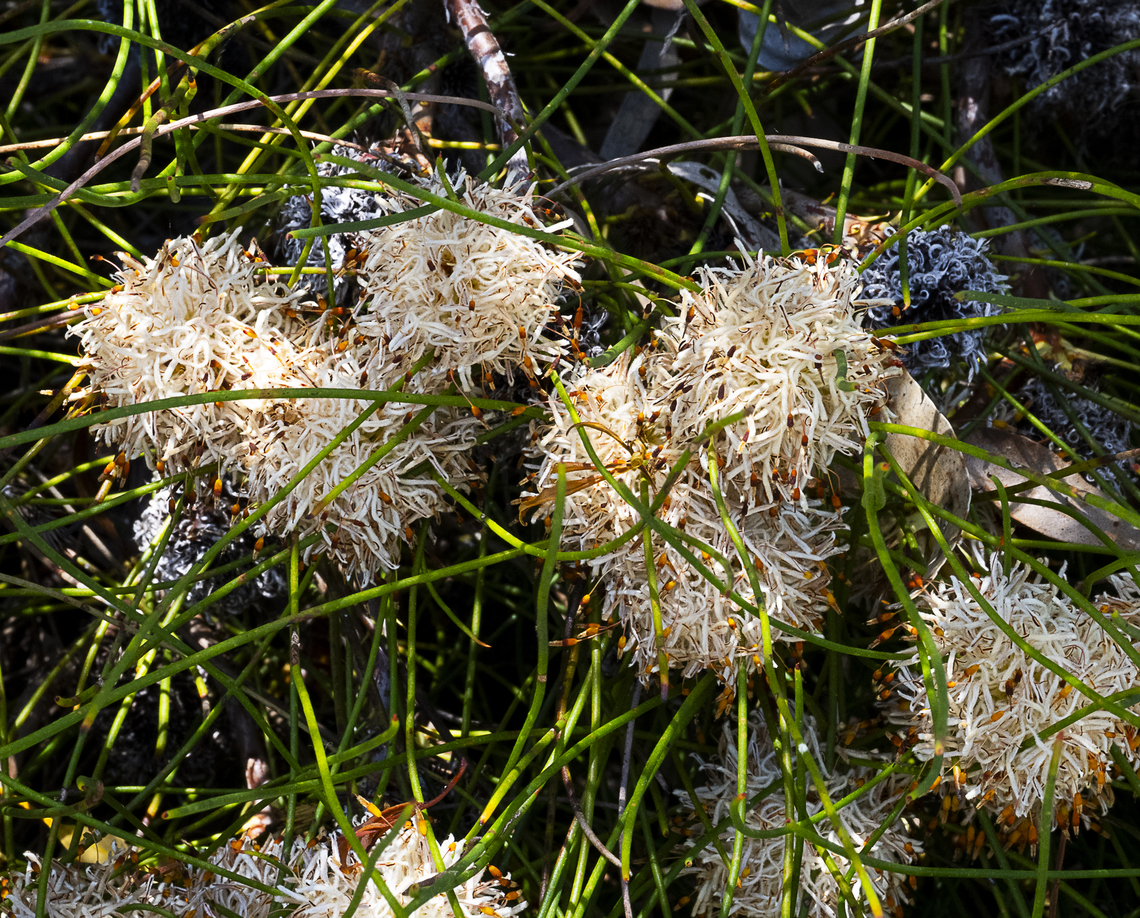 Thread-leaved Cone Bush - Petrophile filifolia  Australia,Geotagged,Petrophile filifolia,Spring