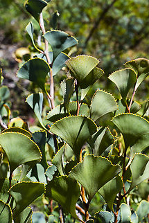 Fan-leaved hakea - Hakea brownii Found in the southern wheatbelt of WA
Pasta comes to mind Australia,Fan-leaf hakea,Geotagged,Hakea brownii,Spring