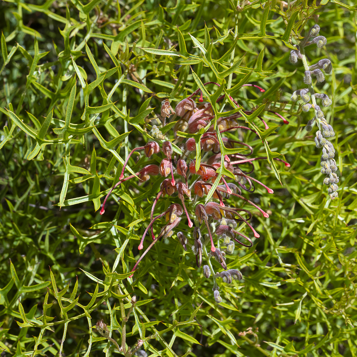 The Fuschia Grevillea - Grevillea bipinnatifida Found on the Swan Coastal Plain Australia,Fuchsia grevillea,Geotagged,Grevillea bipinnatifida,Spring