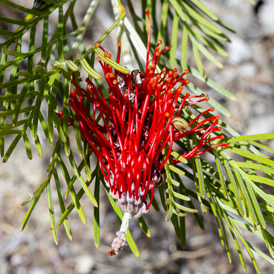Grevillea Nivea Found on the Southern Heathlands of WA Australia,Geotagged,Grevillea Nivea,Grevillea nivea,Spring