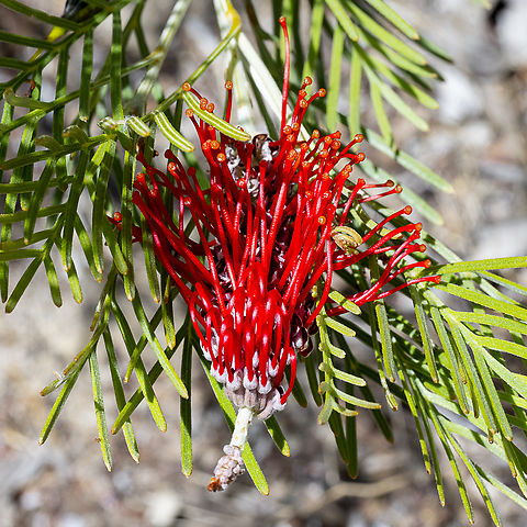 Grevillea Nivea Found on the Southern Heathlands of WA Australia,Geotagged,Grevillea Nivea,Grevillea nivea,Spring
