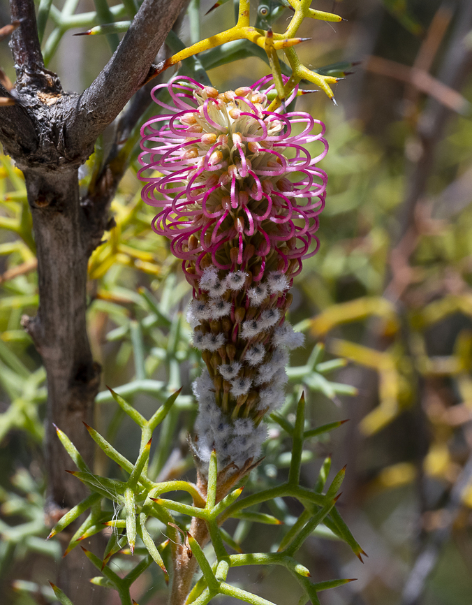 Bottlebrush Grevillea - Grevillea paradoxa Found in the Northern Wheatbelt of WA Australia,Geotagged,Grevillea paradoxa,Spring