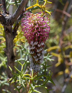Bottlebrush Grevillea - Grevillea paradoxa Found in the Northern Wheatbelt of WA Australia,Geotagged,Grevillea paradoxa,Spring
