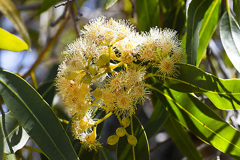 Eucalyptus kingsmillii  Australia,Eucalyptus kingsmillii,Geotagged,Kingsmills mallee,Spring