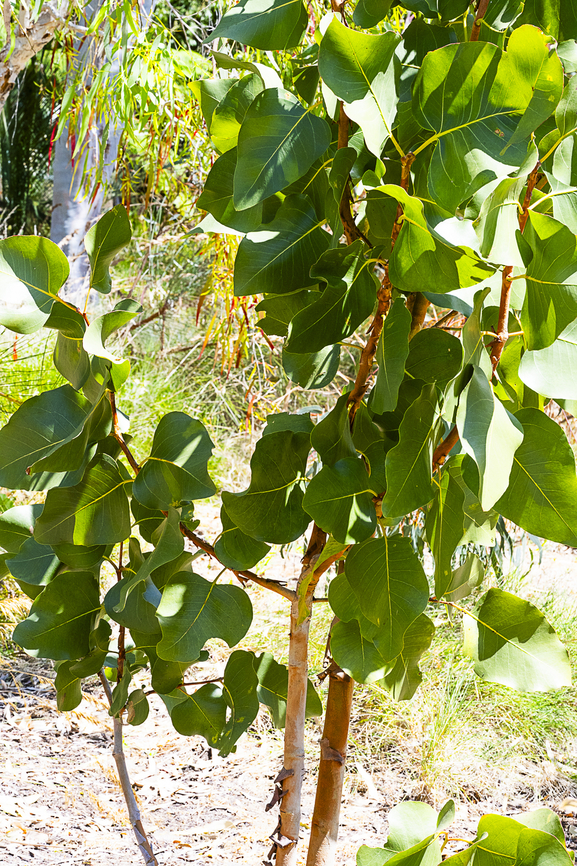 Eucalyptus bigalerita - Northern Salmon Gum A young sapling. These are found in the Kimberley area of WA Australia,Eucalyptus bigalerita,Geotagged,Northern salmon gum,Spring