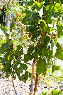 Eucalyptus bigalerita - Northern Salmon Gum A young sapling. These are found in the Kimberley area of WA Australia,Eucalyptus bigalerita,Geotagged,Northern salmon gum,Spring