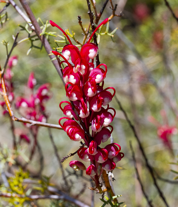 Grevillea georgeana  Australia,Geotagged,Grevillea georgeana,Spring
