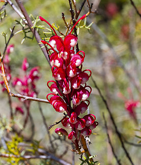 Grevillea georgeana  Australia,Geotagged,Grevillea georgeana,Spring