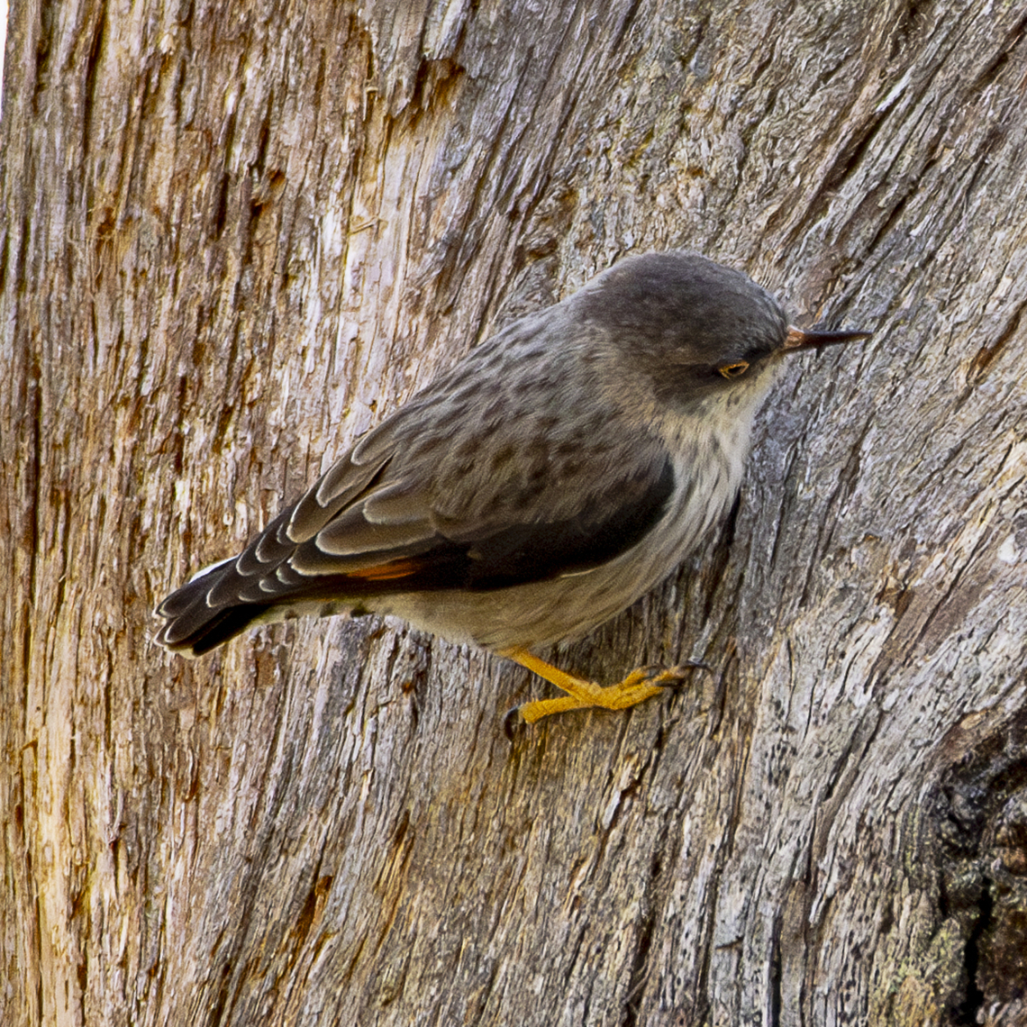 Varied Sitella - Daphoenositta chrysoptera Shot a little while back. A cute bird. Australia,Daphoenositta chrysoptera,Geotagged,Varied sittella,Winter