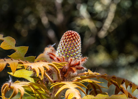 Baxter’s banksia  Banksia baxteri,Baxters banksia,Fall,Geotagged