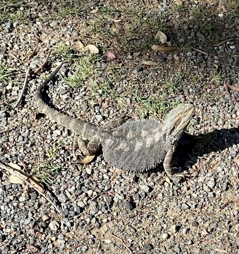 Australian water dragon In defence posture Australia,Australian water dragon,Geotagged,Intellagama lesueurii,Summer