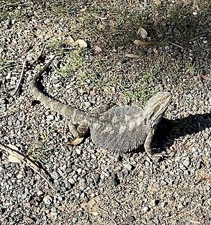 Australian water dragon In defence posture Australia,Australian water dragon,Geotagged,Intellagama lesueurii,Summer