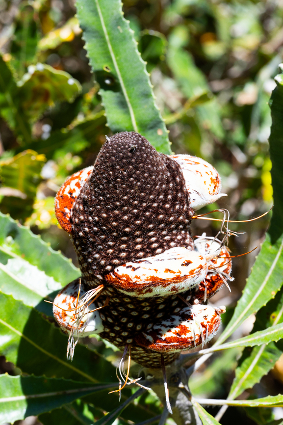 Firewood Banksia  Australia,Banksia menziesii,Firewood banksia,Geotagged,Spring