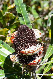 Firewood Banksia  Australia,Banksia menziesii,Firewood banksia,Geotagged,Spring