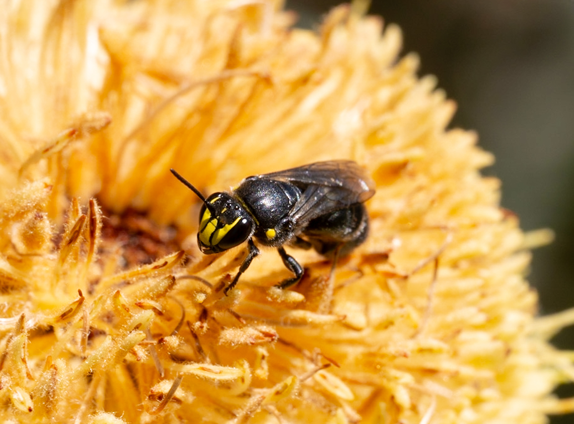 BANKSIA BEE - Hylaeus alcyoneus ?  Australia,Banksia bee,Geotagged,Hylaeus alcyoneus,Spring