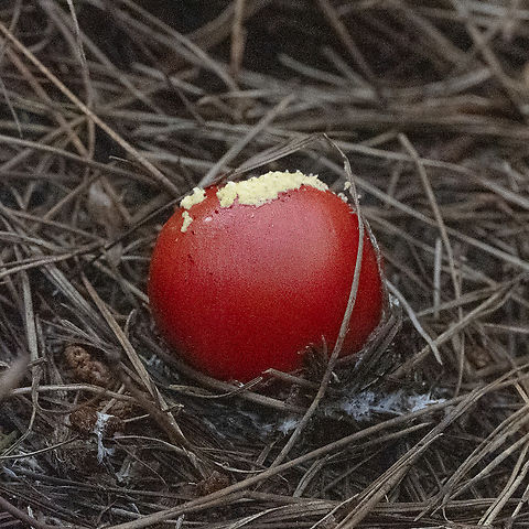 Amanita muscaria Popping out amongst the pine needles Amanita muscaria,Australia,Fall,Fly agaric,Geotagged