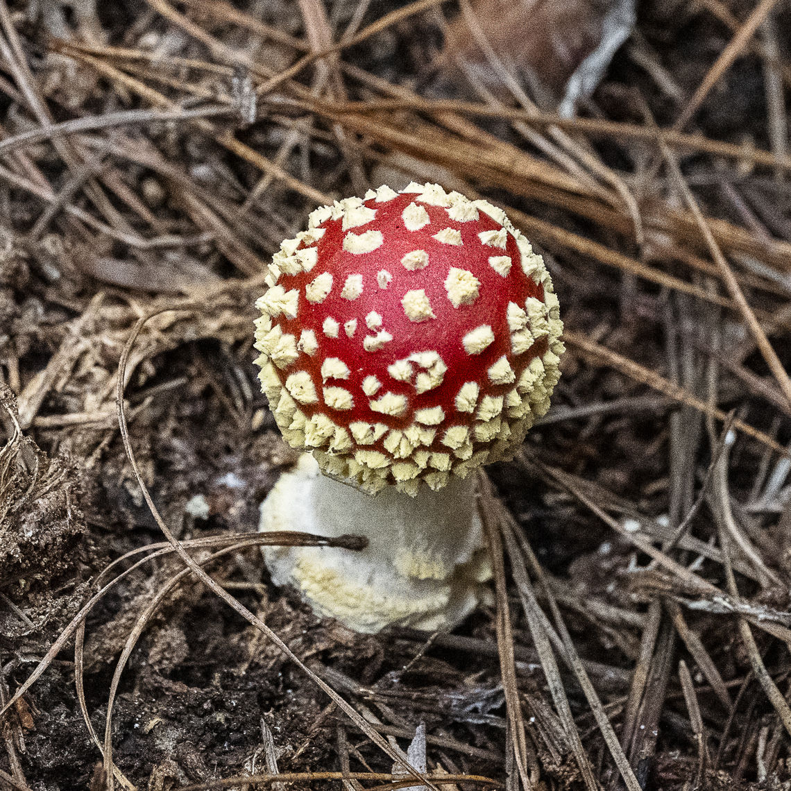Amanita muscaria A little taller Amanita muscaria,Australia,Fall,Fly agaric,Geotagged