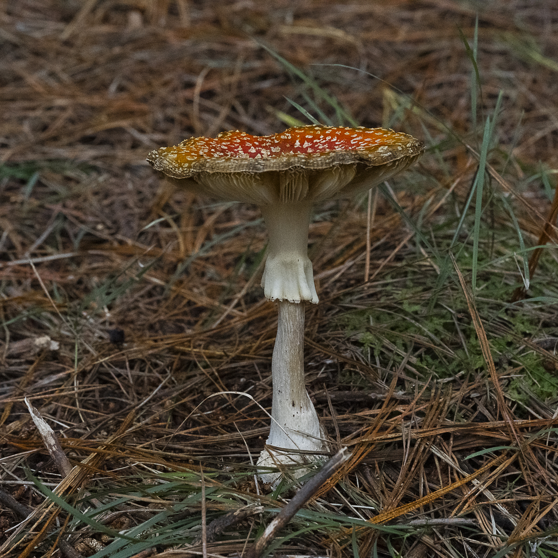 Amanita muscaria And fully open Amanita muscaria,Australia,Fall,Fly agaric,Geotagged