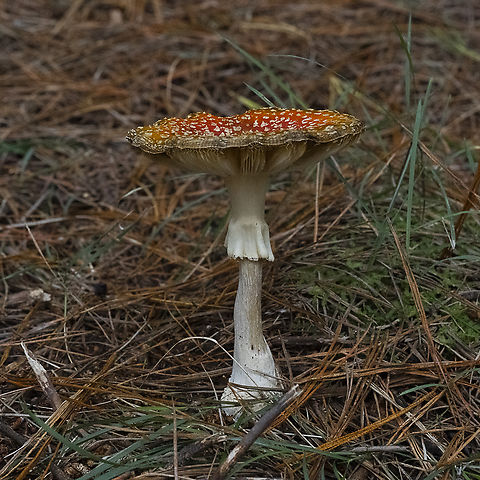 Amanita muscaria And fully open Amanita muscaria,Australia,Fall,Fly agaric,Geotagged