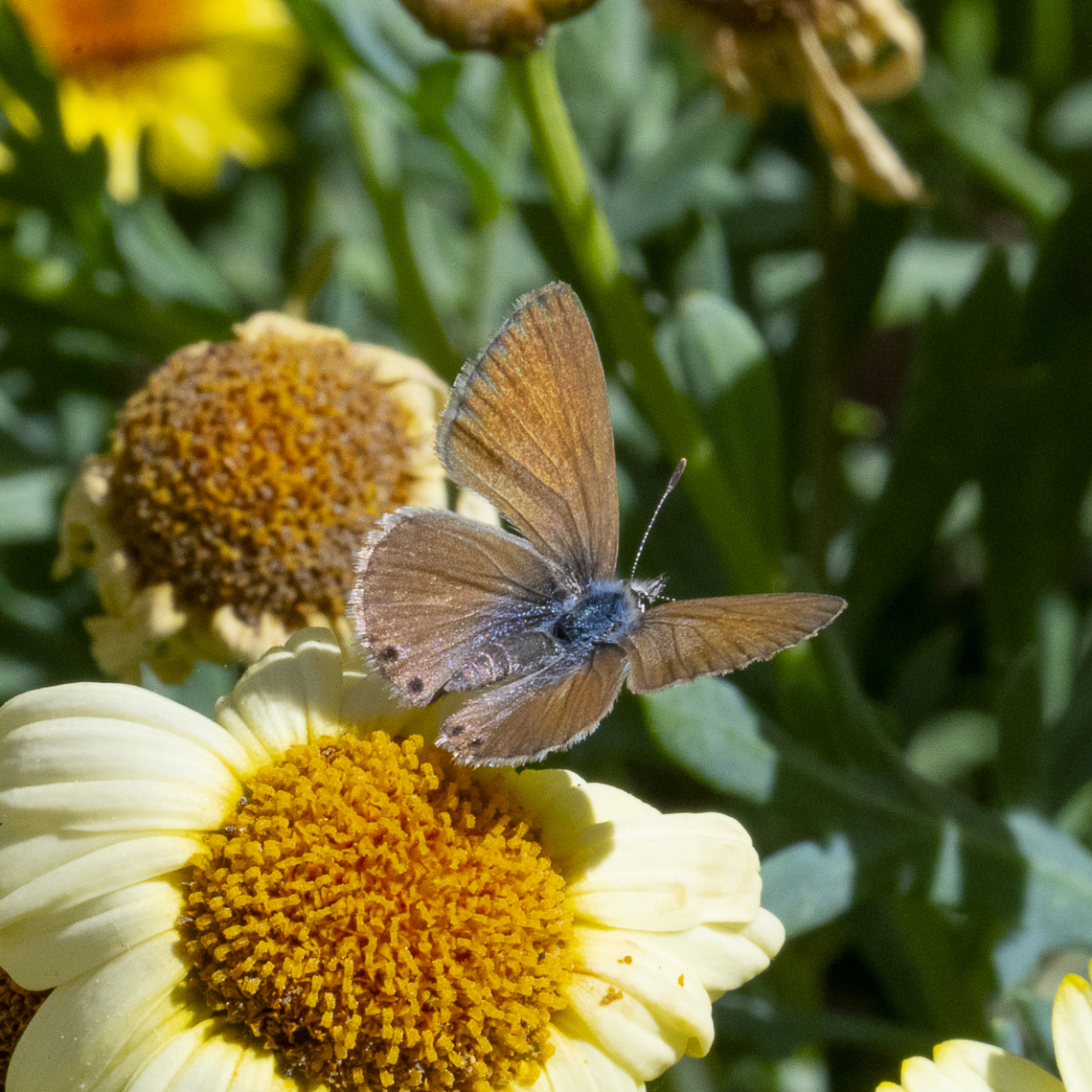 Nacaduba biocellata - Two-spotted Line-Blue ?  Australia,Double-spotted Line Blue,Geotagged,Nacaduba biocellata,Winter