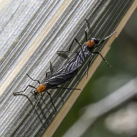 Spring is Sprung - Plecia amplipennis  Australia,Geotagged,Plecia amplipennis,Winter