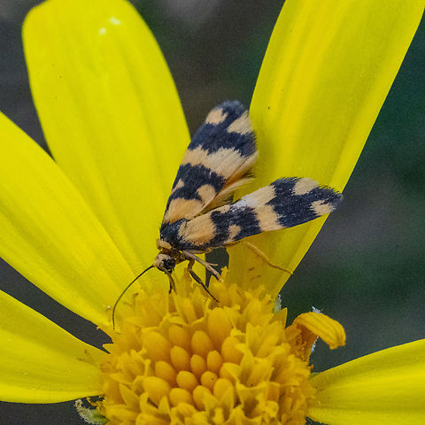 A Concealer Moth  Australia,Geotagged,Winter