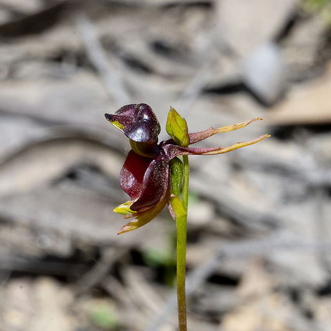 Large Duck Orchid - Caleana major Resembling a duck in flight, with its sepals for wings, its labellum as its head and its column for a body. This small orchid's labellum snaps shut against the column trapping the visiting insect and turning it into a pollinator. Courtesy Alan Page Australia,Caleana major,Fall,Flying Duck Orchid,Geotagged,Spring