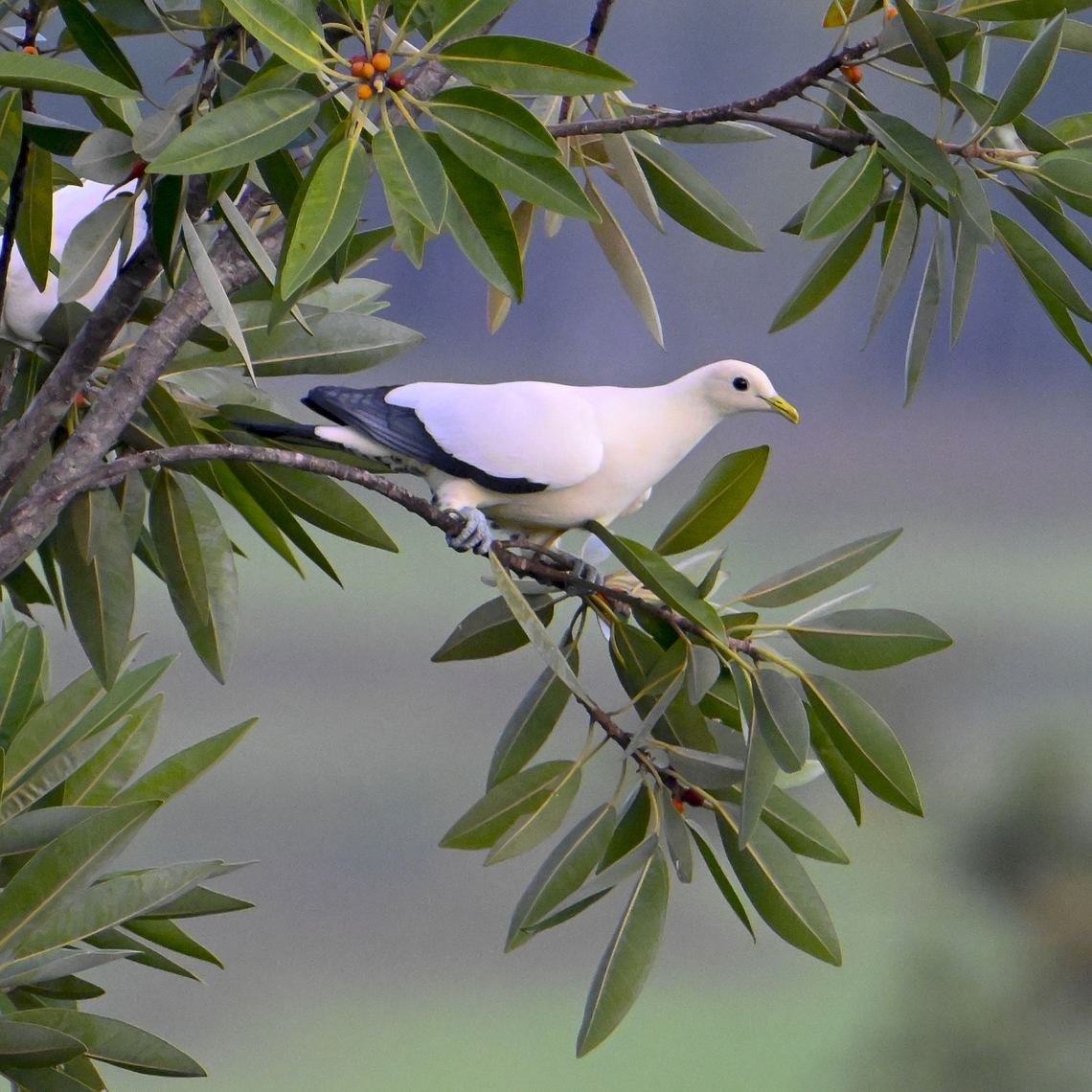 Torresian Imperial Pigeon In the wild Australia,Ducula spilorrhoa,Geotagged,Summer,Torresian imperial pigeon