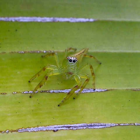 Mopsus mormon - Northern Green Jumping Spider This is the female Green jumping spider,Mopsus mormon