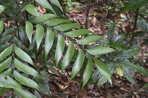 Zamia Fern - Bowenia spectabilis The Zamia Fern is the smallest of Australia's Cycads Australia,Bowenia spectabilis,Geotagged,Summer