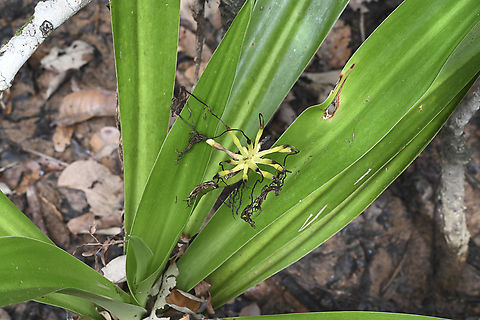 Mangrove Lily - Crinum pedunculatum A little spent- Flowers from November to January and fruits from February to March. Australia,Crinum pedunculatum,Geotagged,Summer,Swamp Lily