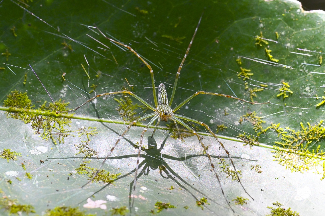 Lynx Spider Is it a female Oxyopes papuanus Papuan Lynx Spider Australia,Geotagged,Hygropoda lineata,Northern Lined Hygropoda,Summer