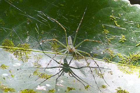 Lynx Spider Is it a female Oxyopes papuanus Papuan Lynx Spider Australia,Geotagged,Hygropoda lineata,Northern Lined Hygropoda,Summer