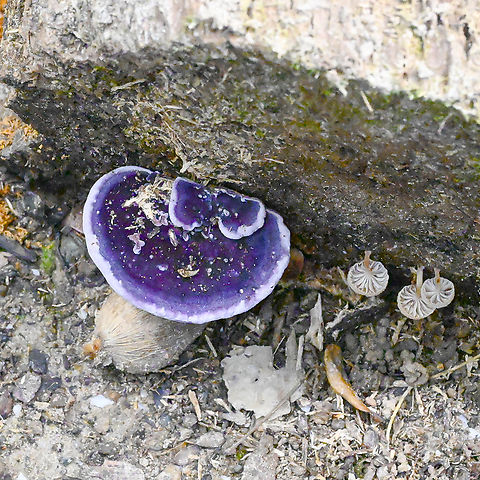 Purple Fungi and friends  Australia,Geotagged,Summer