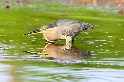Striated Heron Searching for breakfast Australia,Butorides striata,Geotagged,Striated heron,Summer