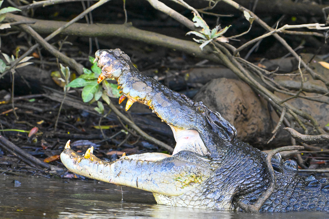 Australian Saltwater Crocodile A morning yawn - Note the teeth Australia,Crocodylus porosus,Geotagged,Saltwater crocodile,Summer